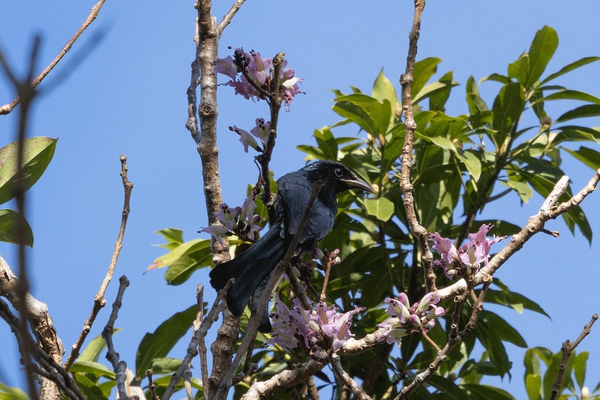 Hair-crested Drongo (Hair-crested) - ML647464162
