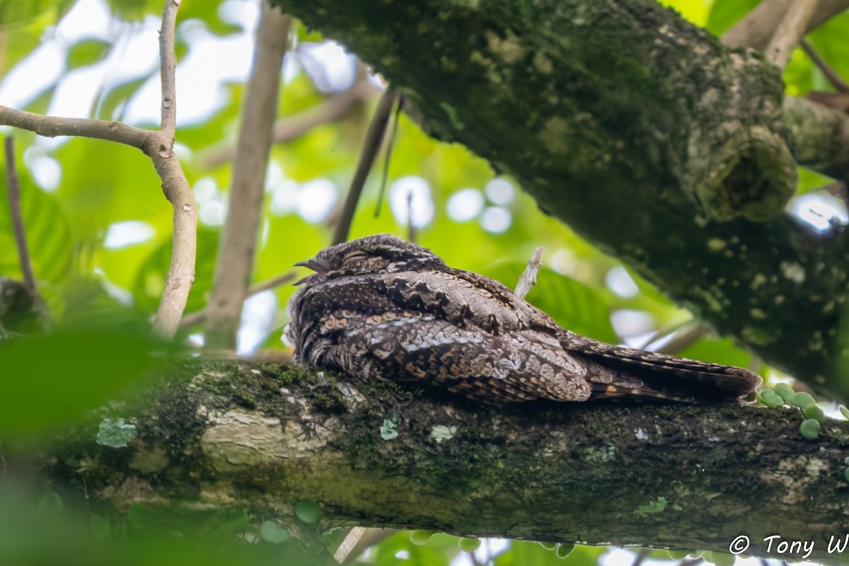 lelek čínský - ML647464163