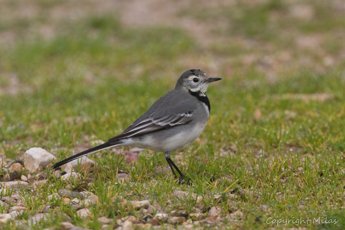 konipas bílý - ML647464179