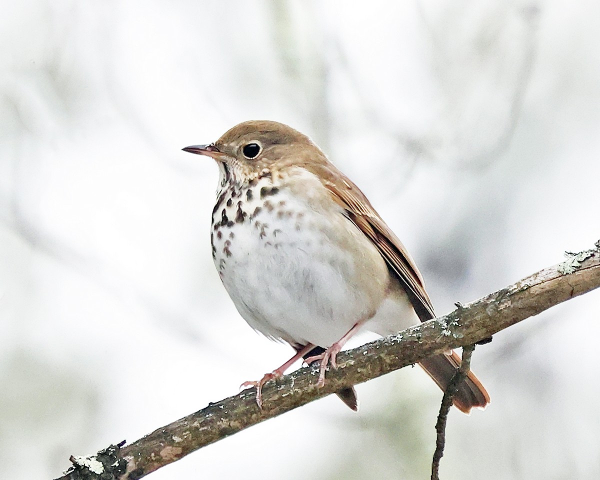 Zorzalito Colirrufo - ML647464190