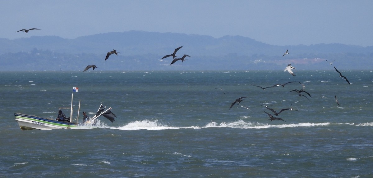 Rabihorcado Magnífico - ML647464193