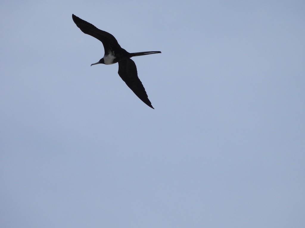 Rabihorcado Magnífico - ML647464194