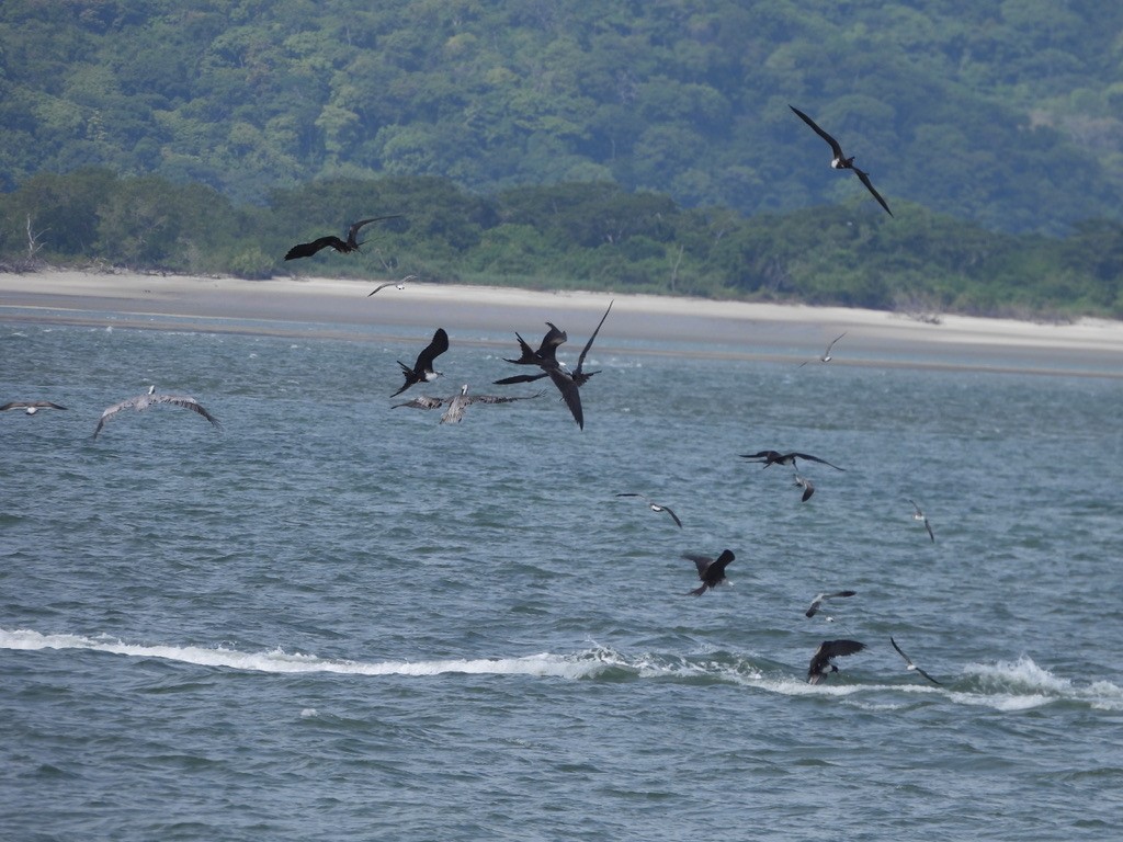 Rabihorcado Magnífico - ML647464197