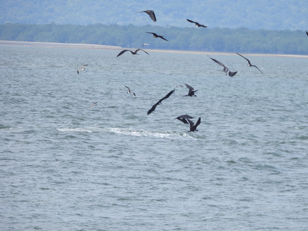 Rabihorcado Magnífico - ML647464198