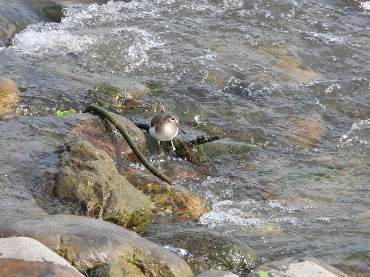 Andarríos Chico - ML647464199