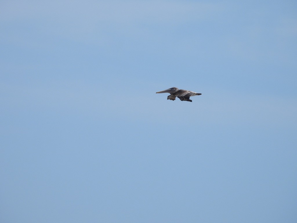 Pelícano Pardo - ML647464200