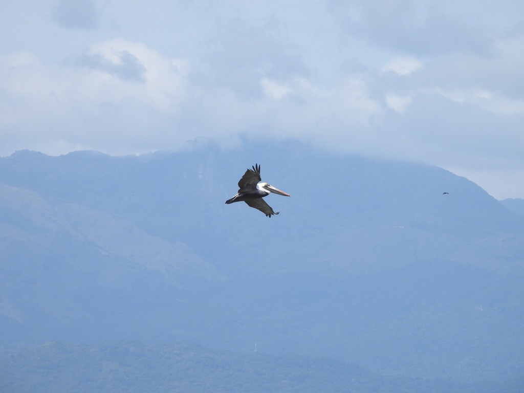 Pelícano Pardo - ML647464201