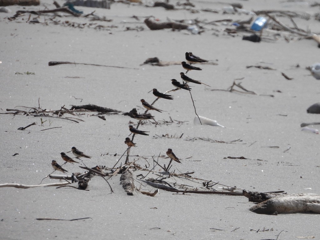 Golondrina Común - ML647464202