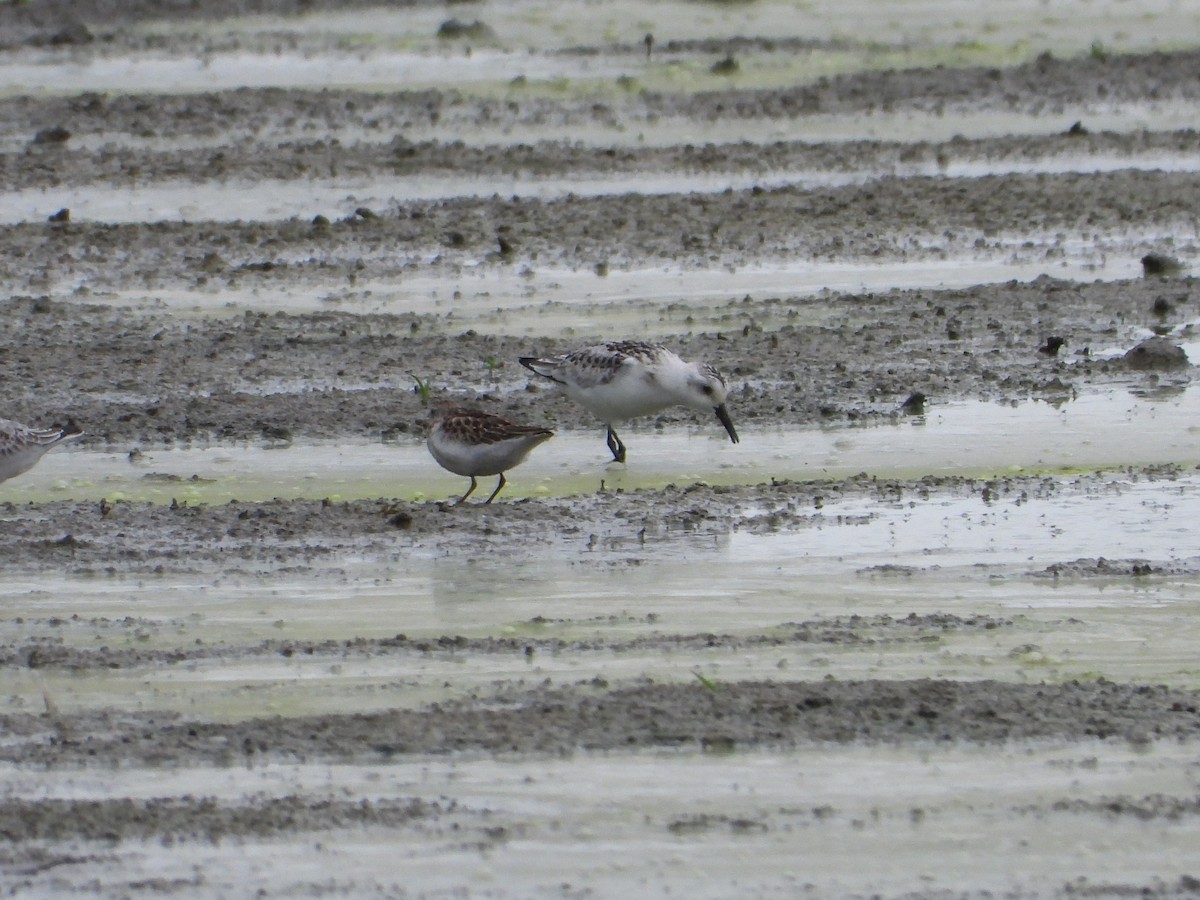 Correlimos Tridáctilo - ML647464212