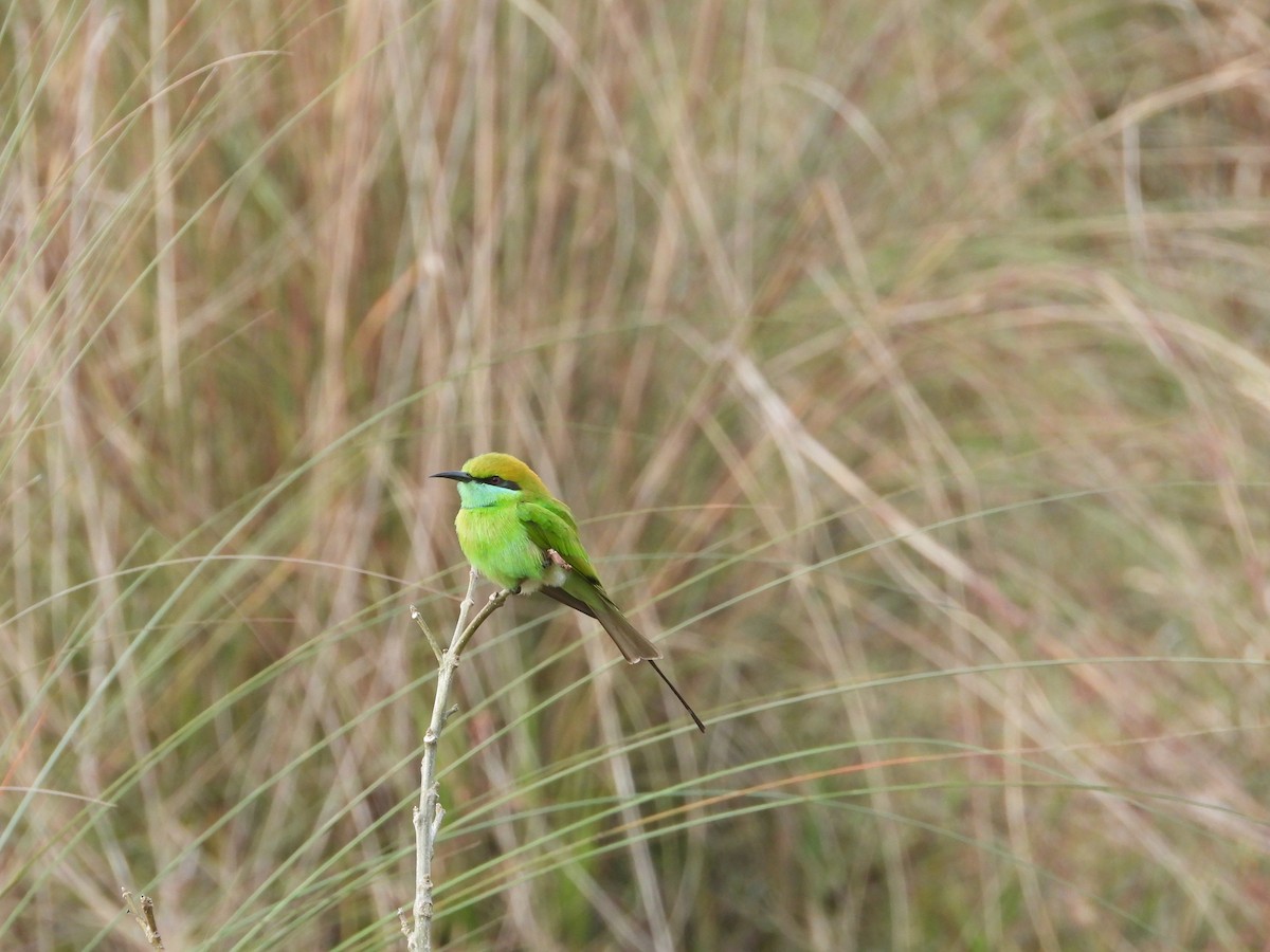 Abejaruco Esmeralda Oriental - ML647464213