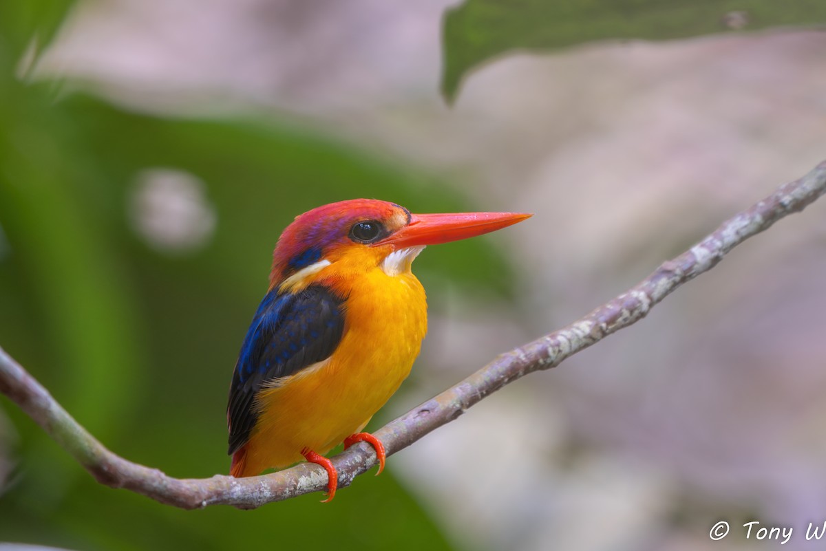 Martín Pigmeo Oriental - ML647464214