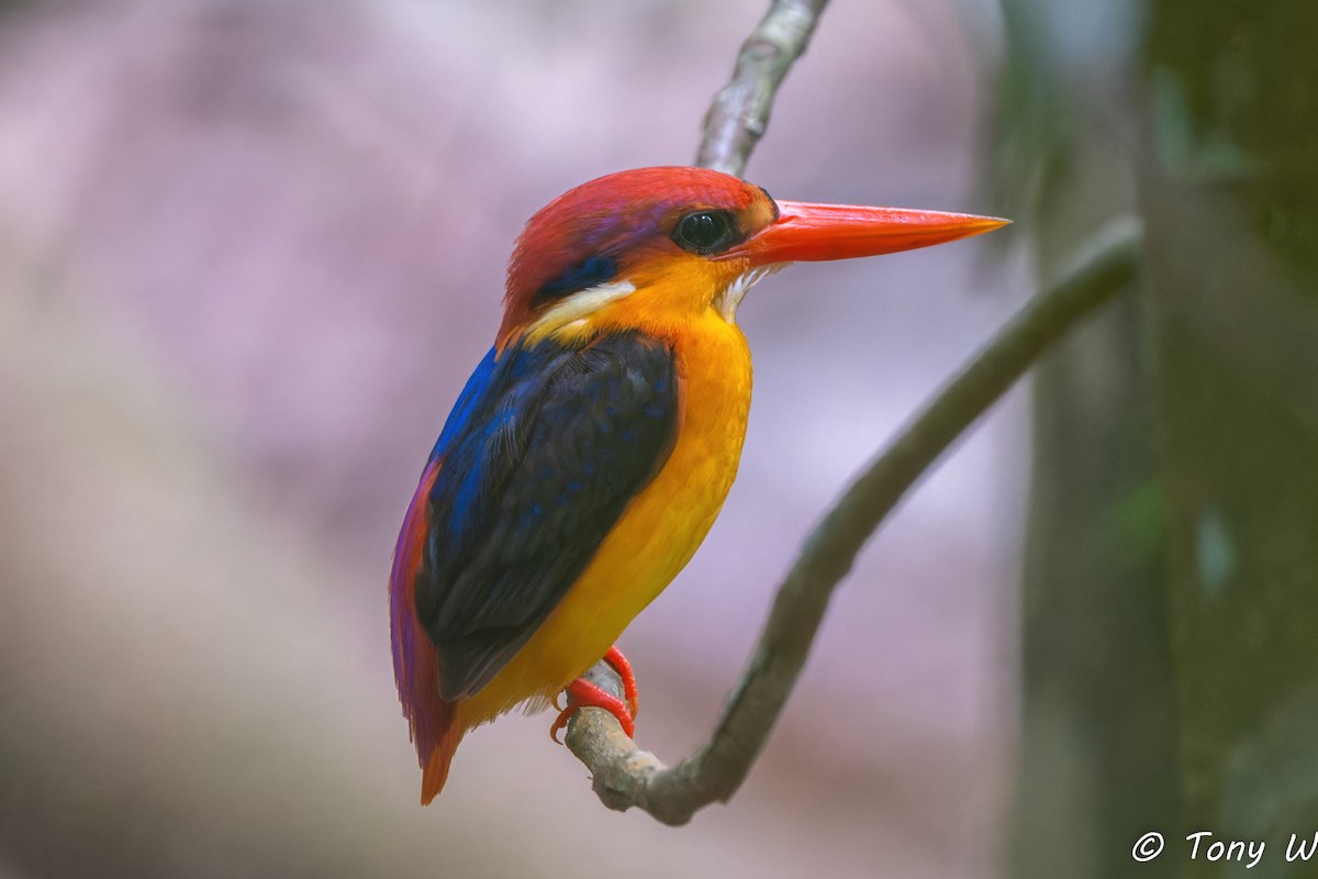 Martín Pigmeo Oriental - ML647464216