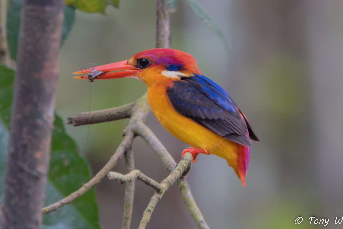 Martín Pigmeo Oriental - ML647464217