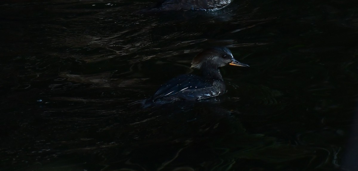 Serreta Capuchona - ML647464218