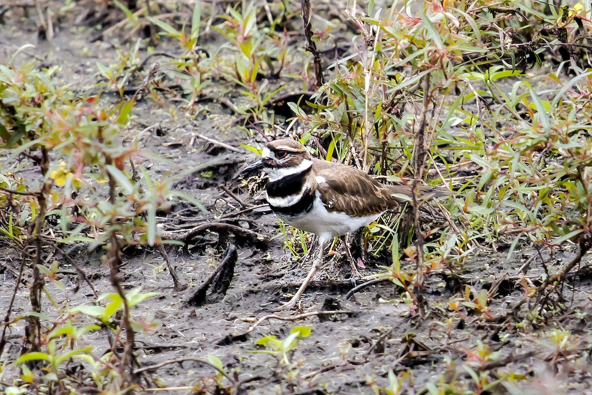 Chorlitejo Culirrojo - ML647464219