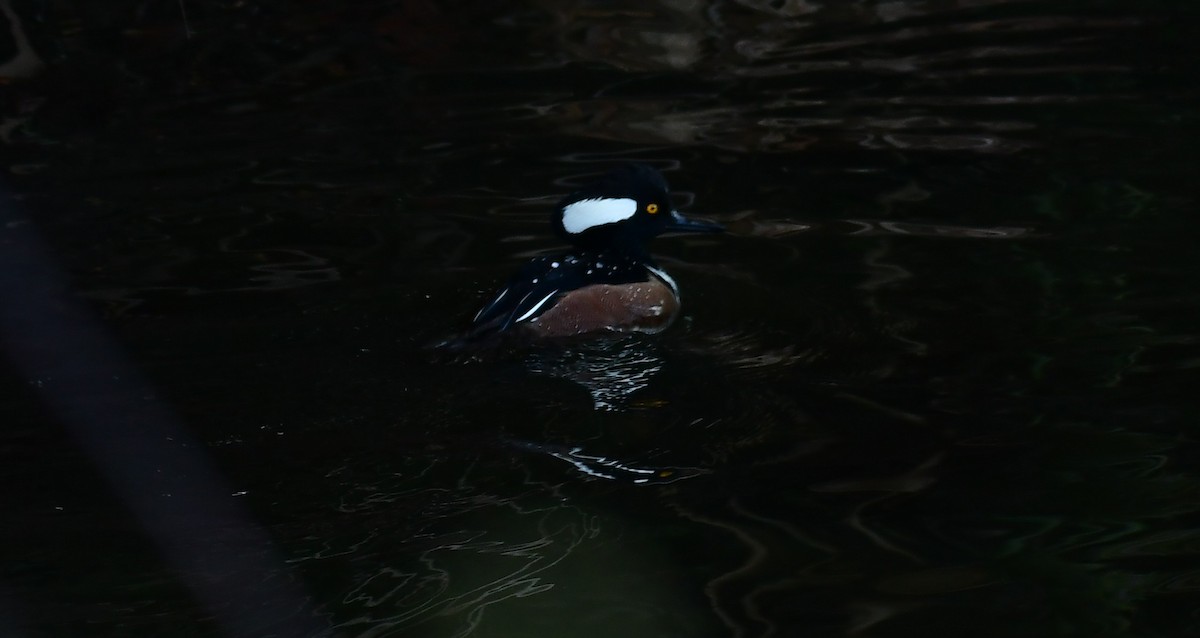 Serreta Capuchona - ML647464220