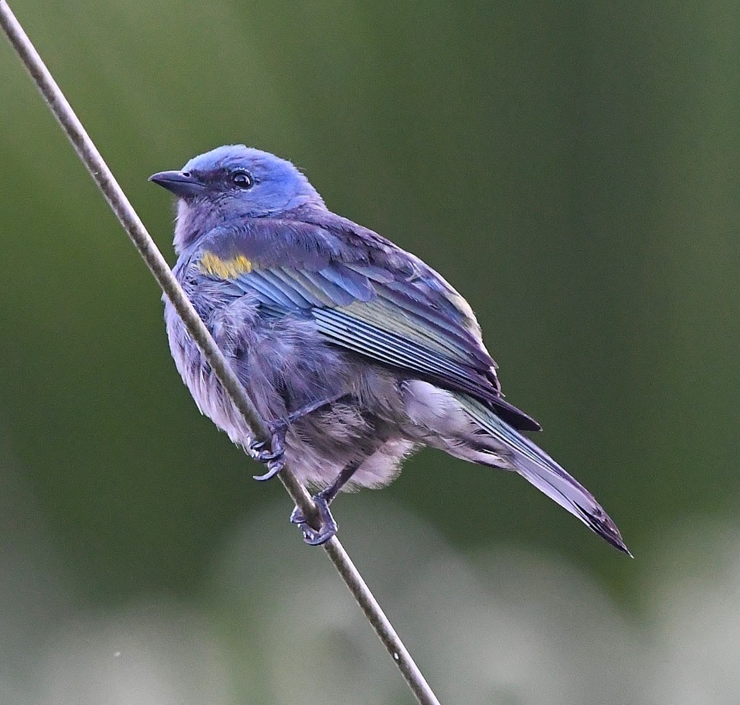 Tangara Adornada - ML647464225