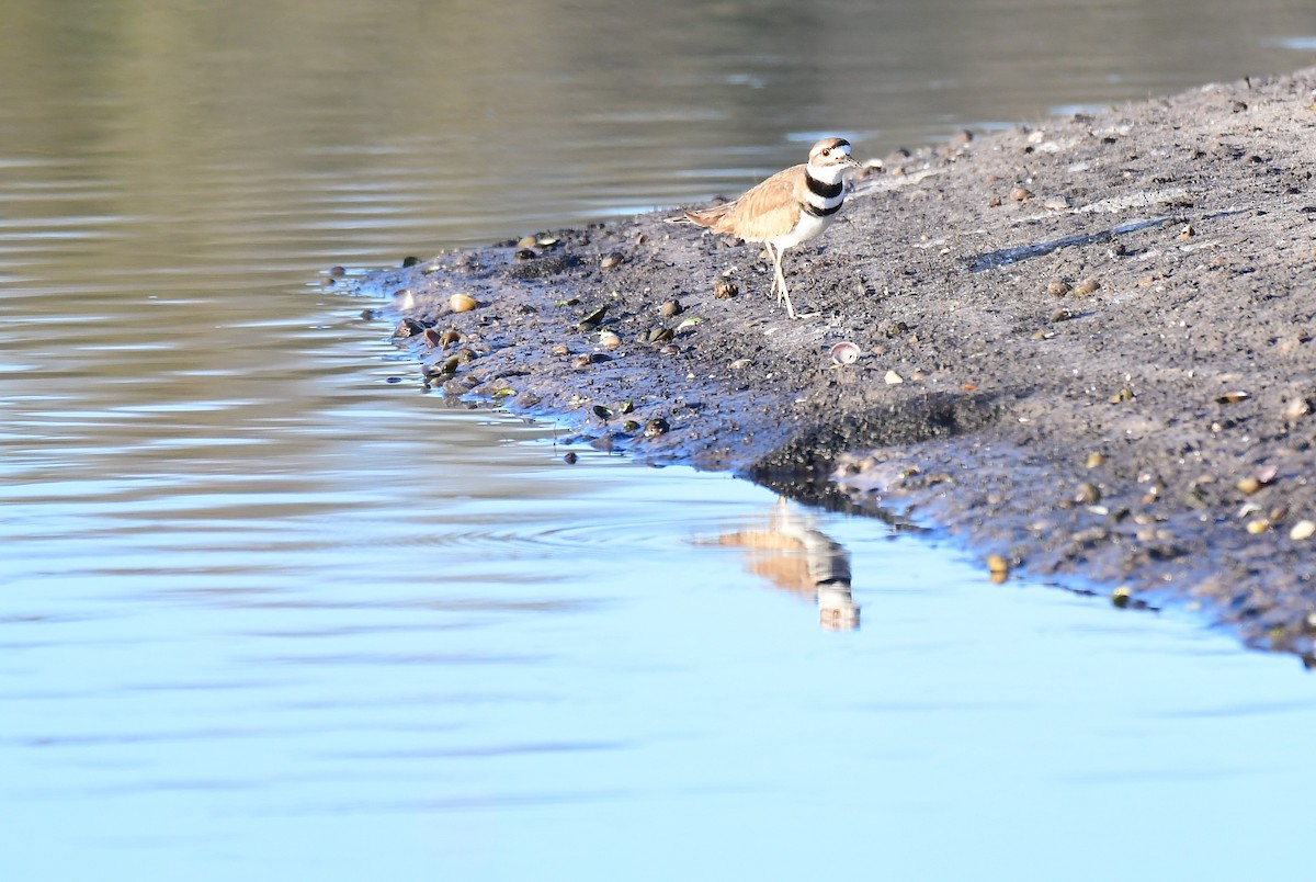 Chorlitejo Culirrojo - ML647464228