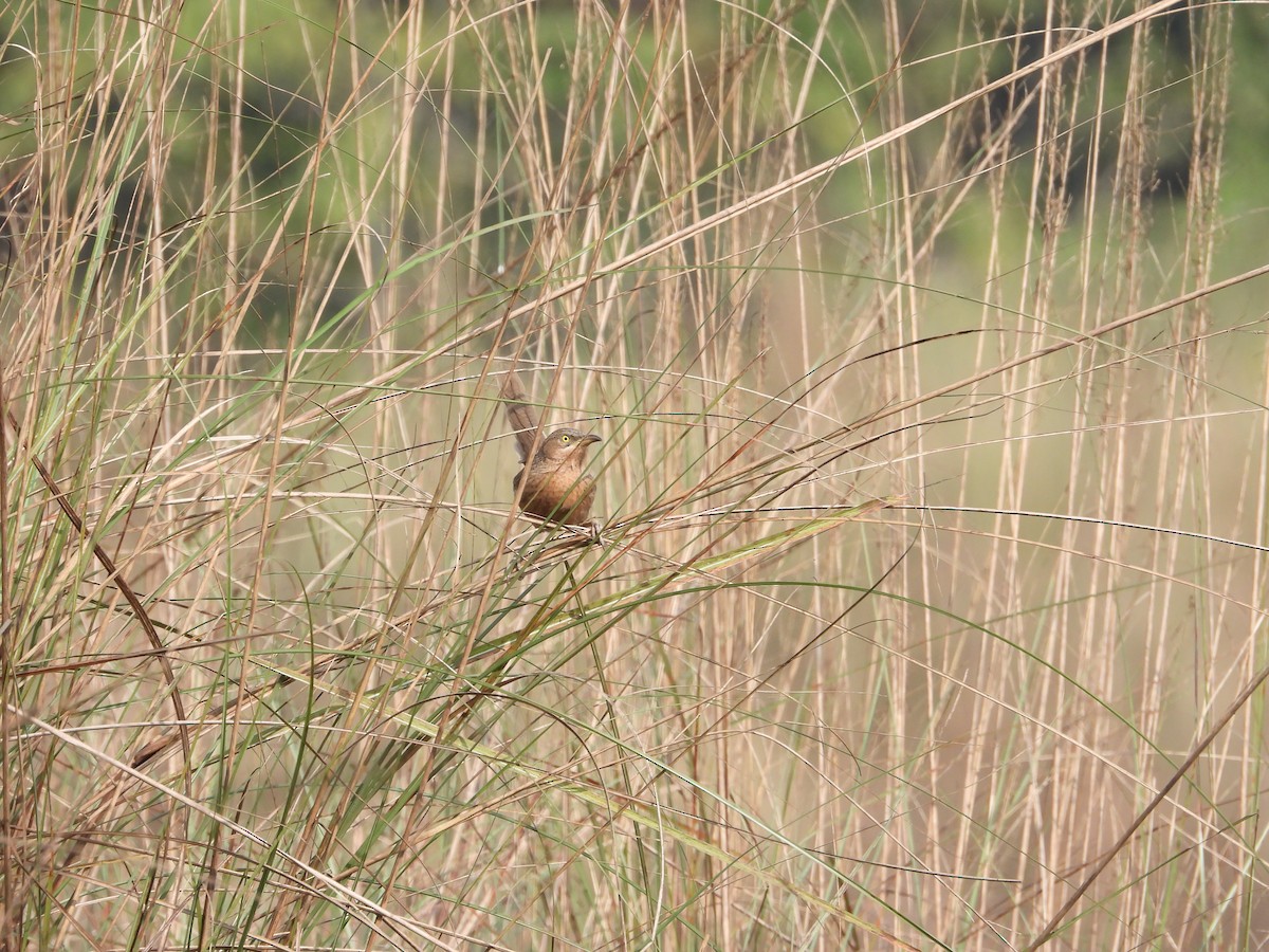 Turdoide de Earle - ML647464229