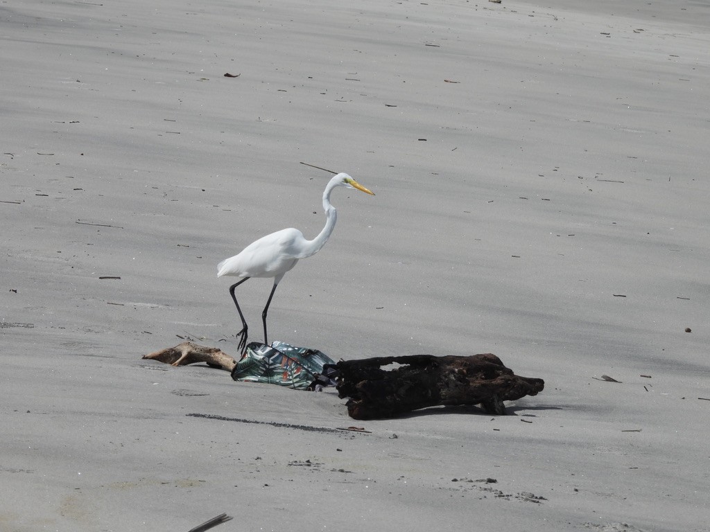 Garceta Grande - ML647464230