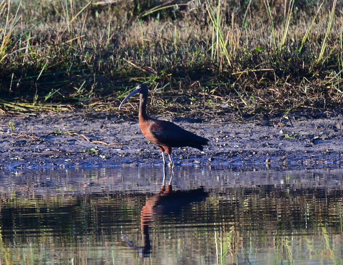 Morito Común - ML647464232