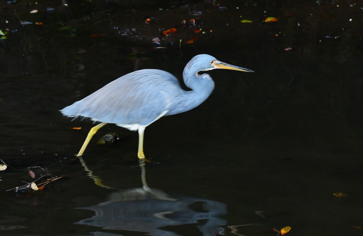 Garceta Tricolor - ML647464234