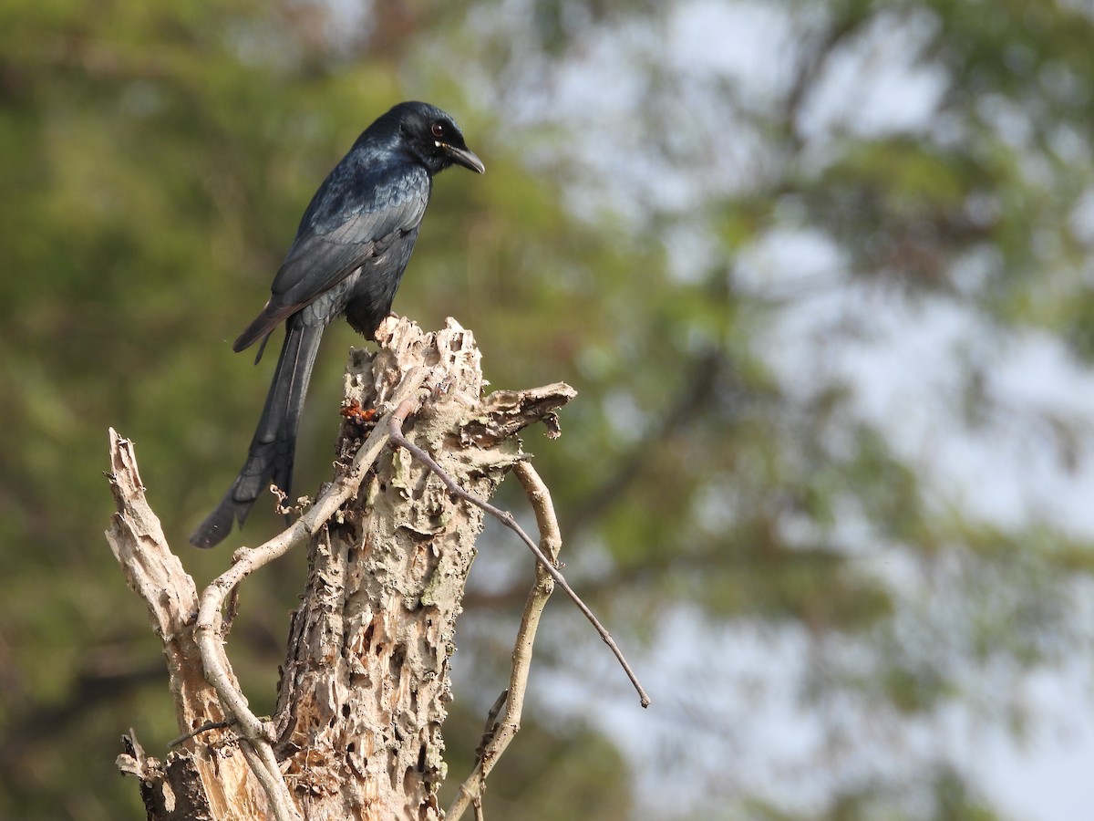 Black Drongo - ML647464239