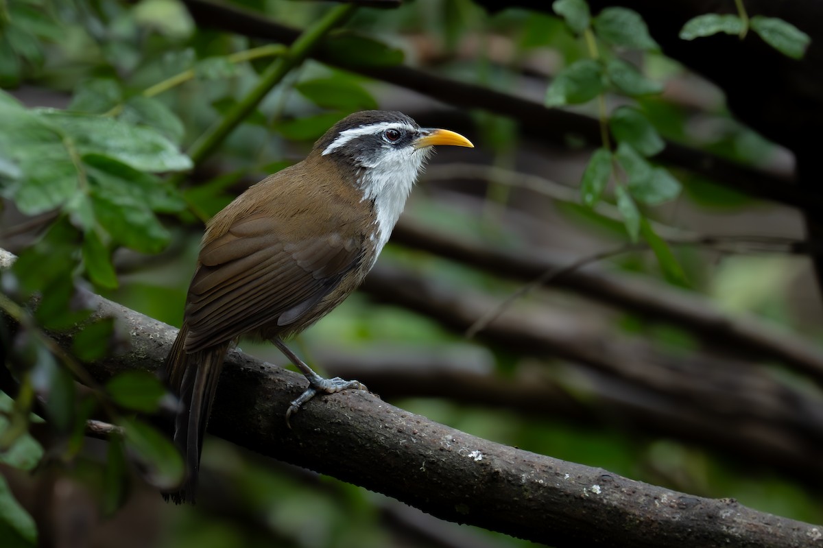 Sri Lanka Scimitar-Babbler - ML647464242