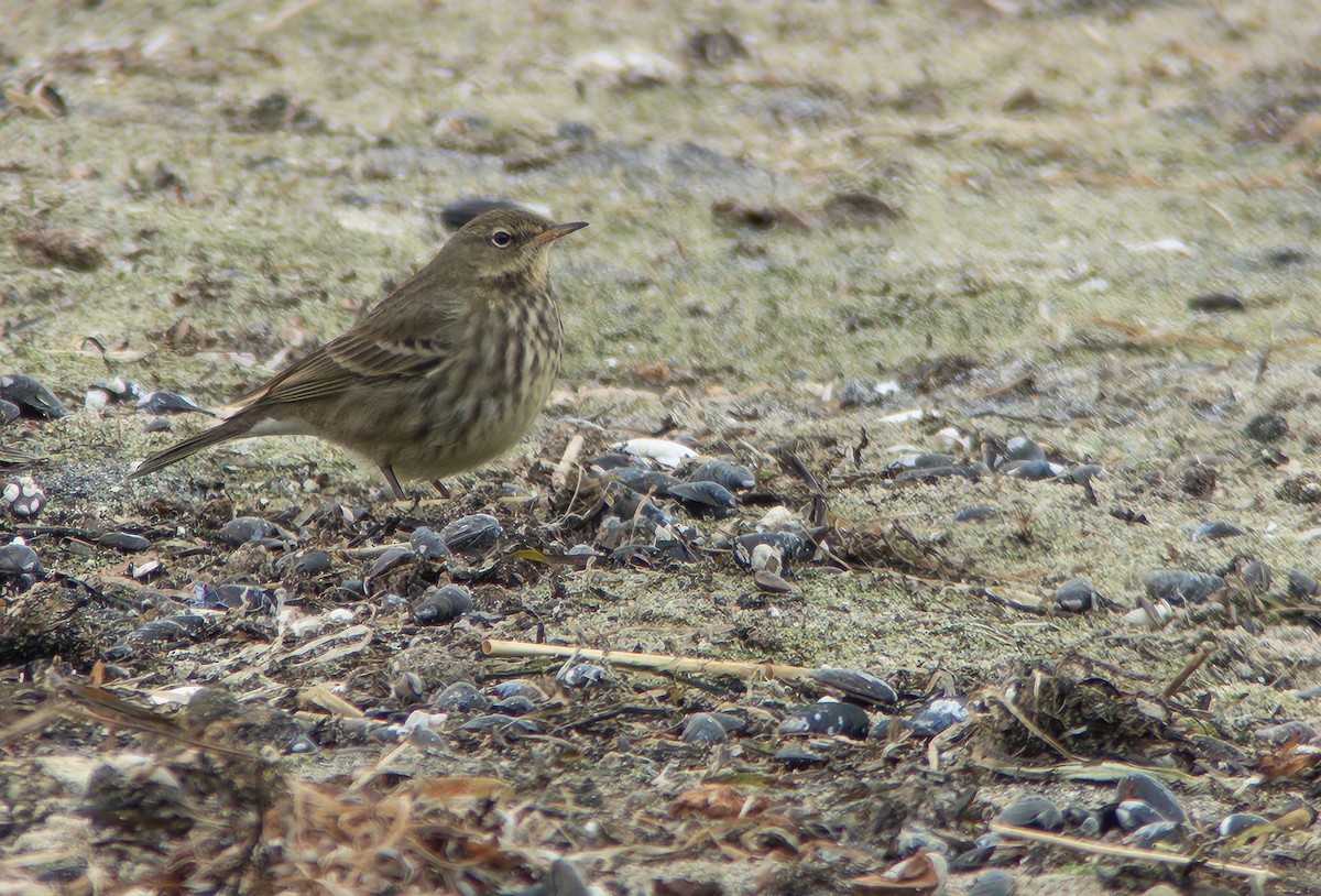 Rock Pipit - ML647464244