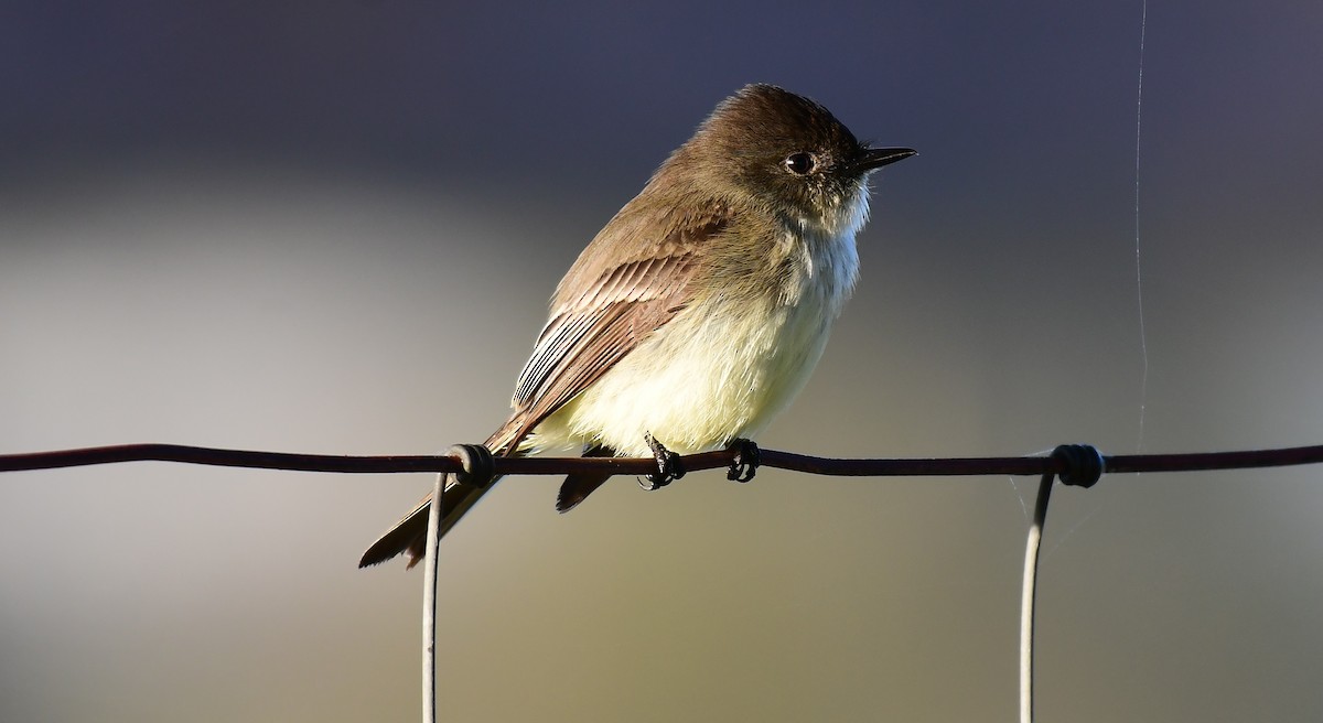 Eastern Phoebe - ML647464245