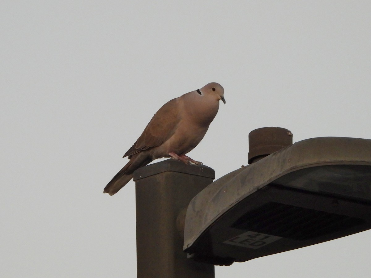 Eurasian Collared-Dove - ML647464247