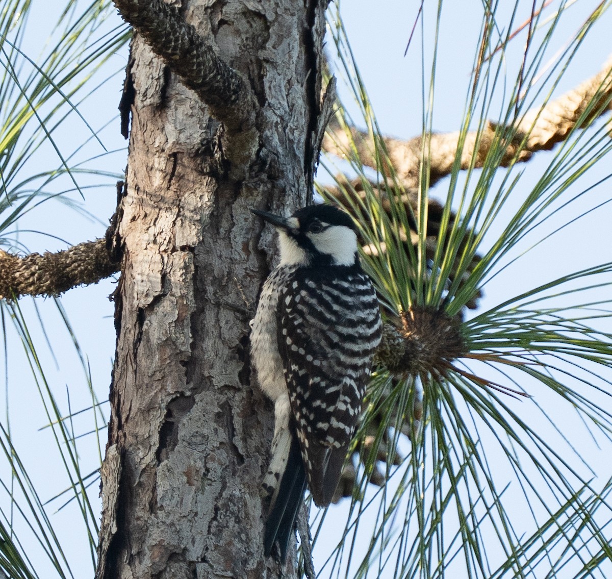 Red-cockaded Woodpecker - ML647464249