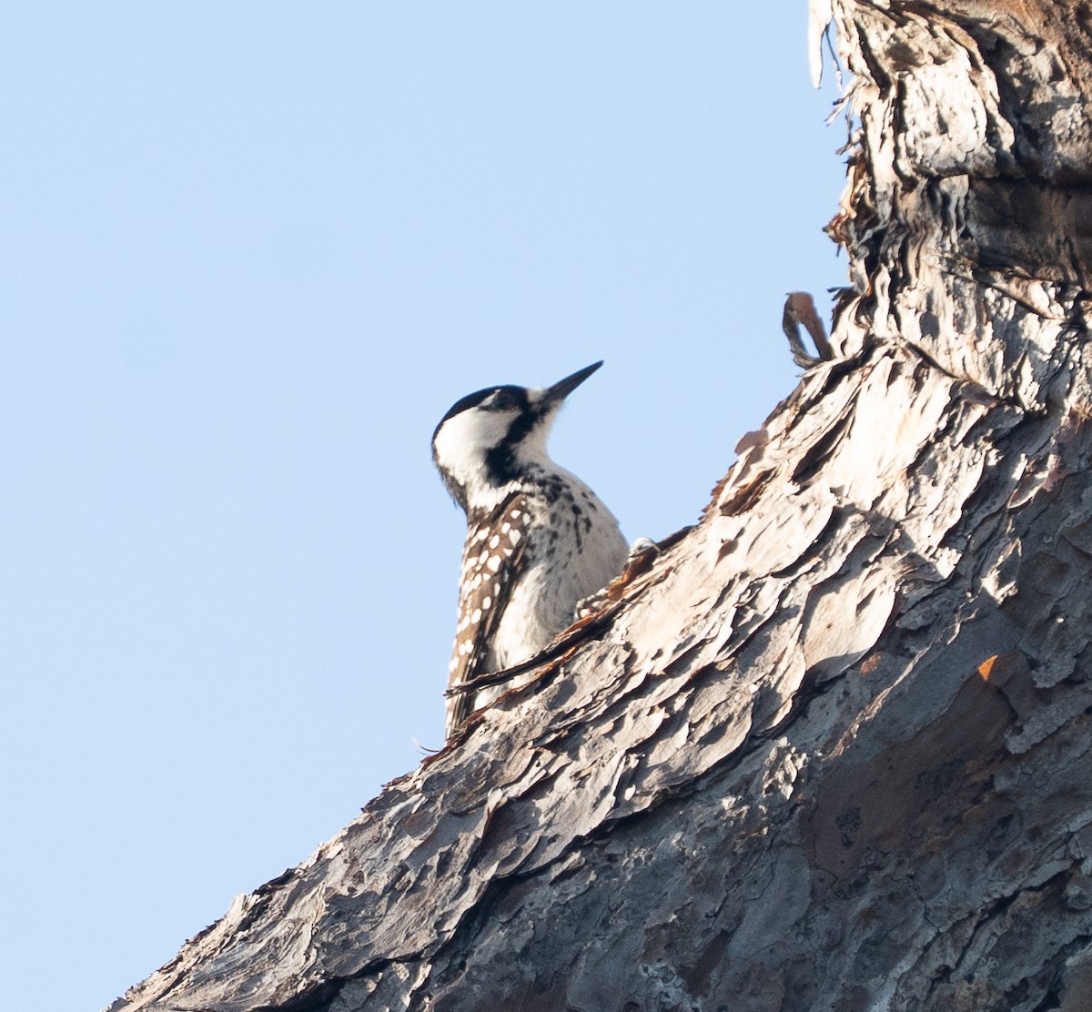Red-cockaded Woodpecker - ML647464250