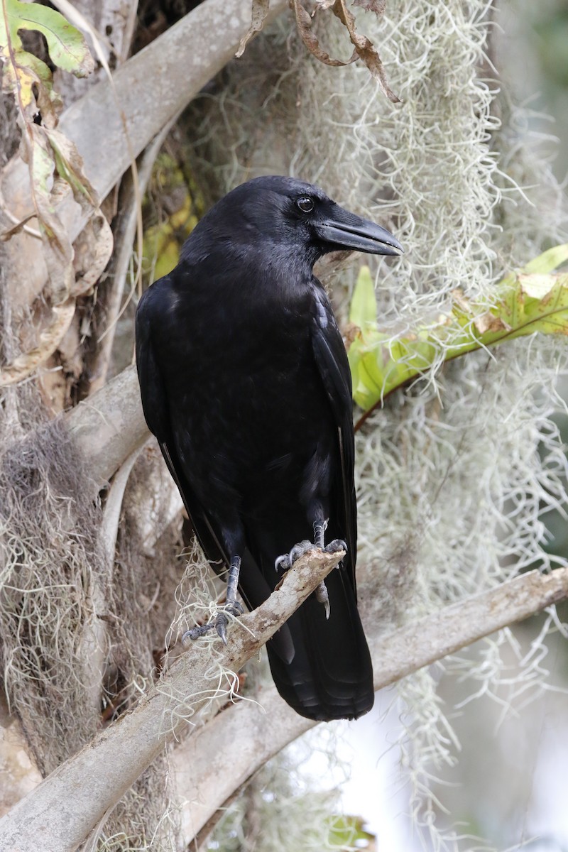 American Crow - ML647464251