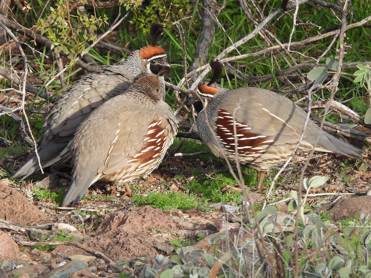 Gambel's Quail - ML647464255