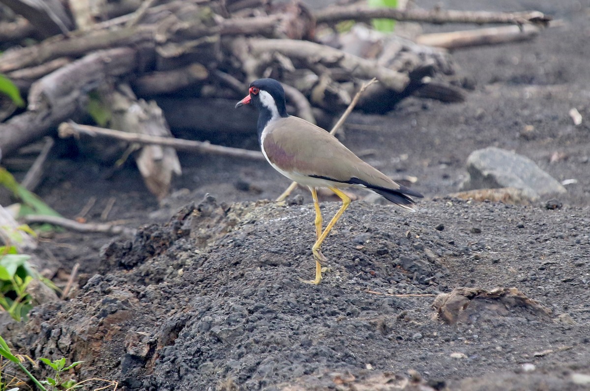 Red-wattled Lapwing - ML647464256