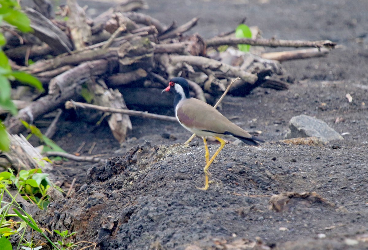 Red-wattled Lapwing - ML647464257