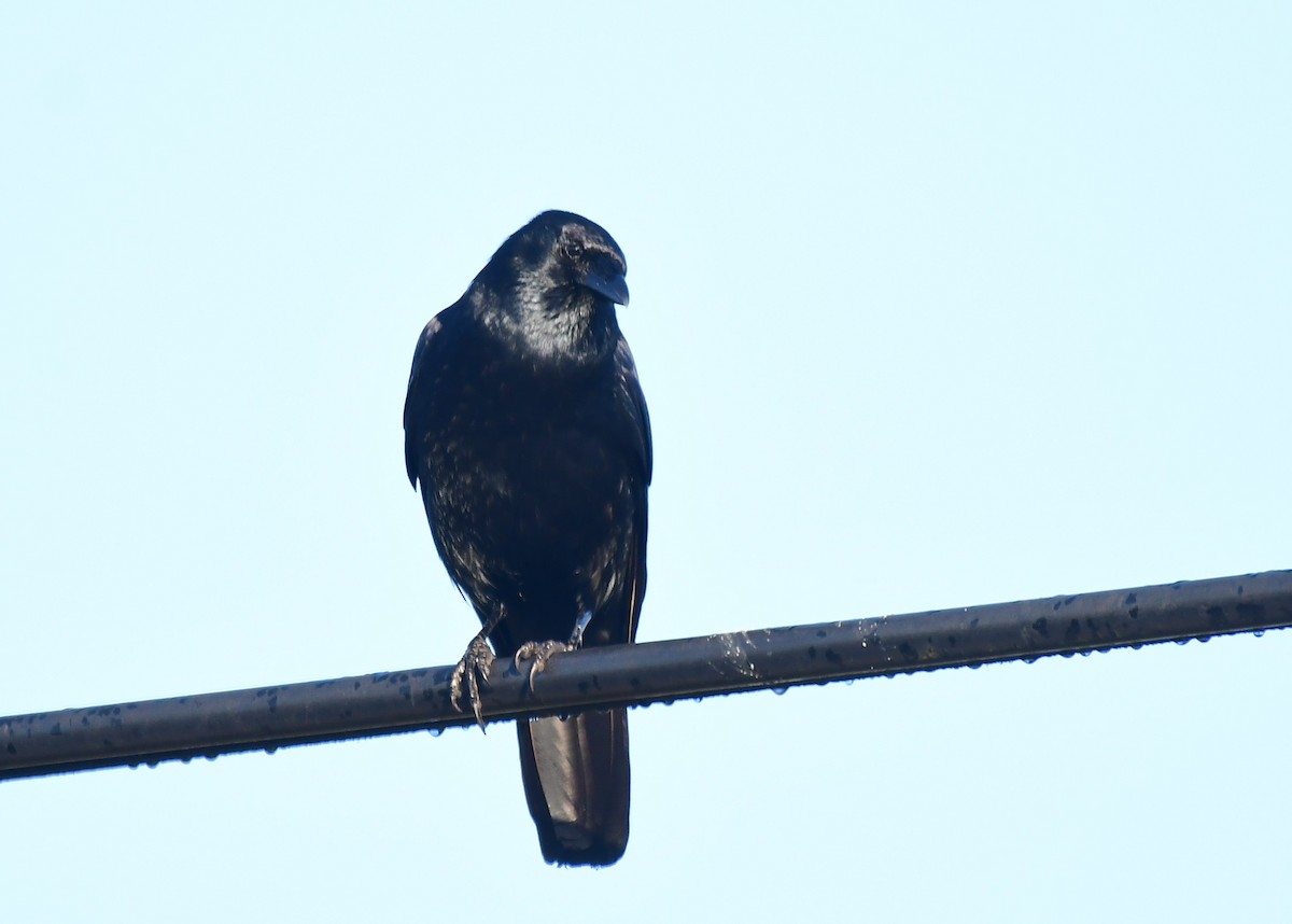 Fish Crow - ML647464258