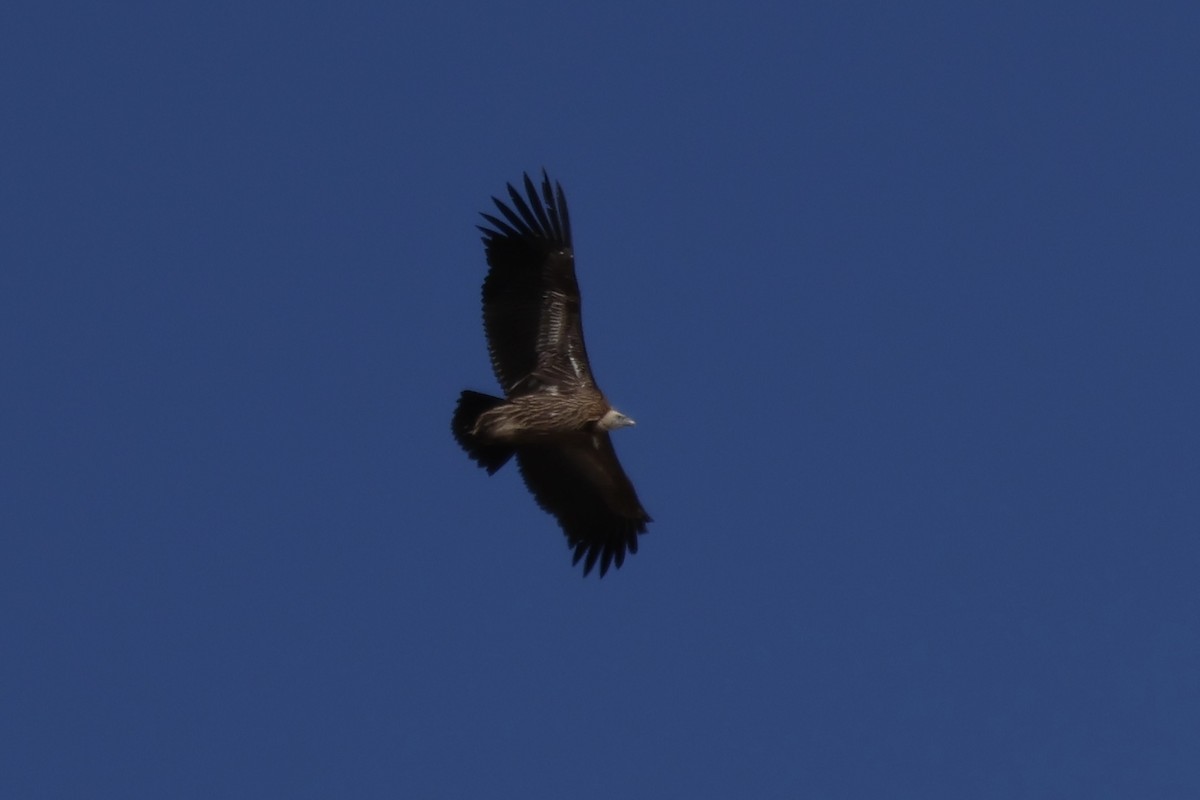 Cinereous Vulture - ML647464260
