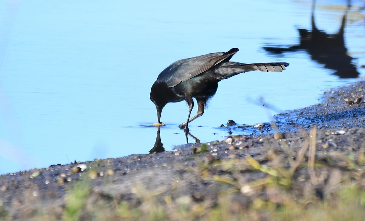Boat-tailed Grackle - ML647464266