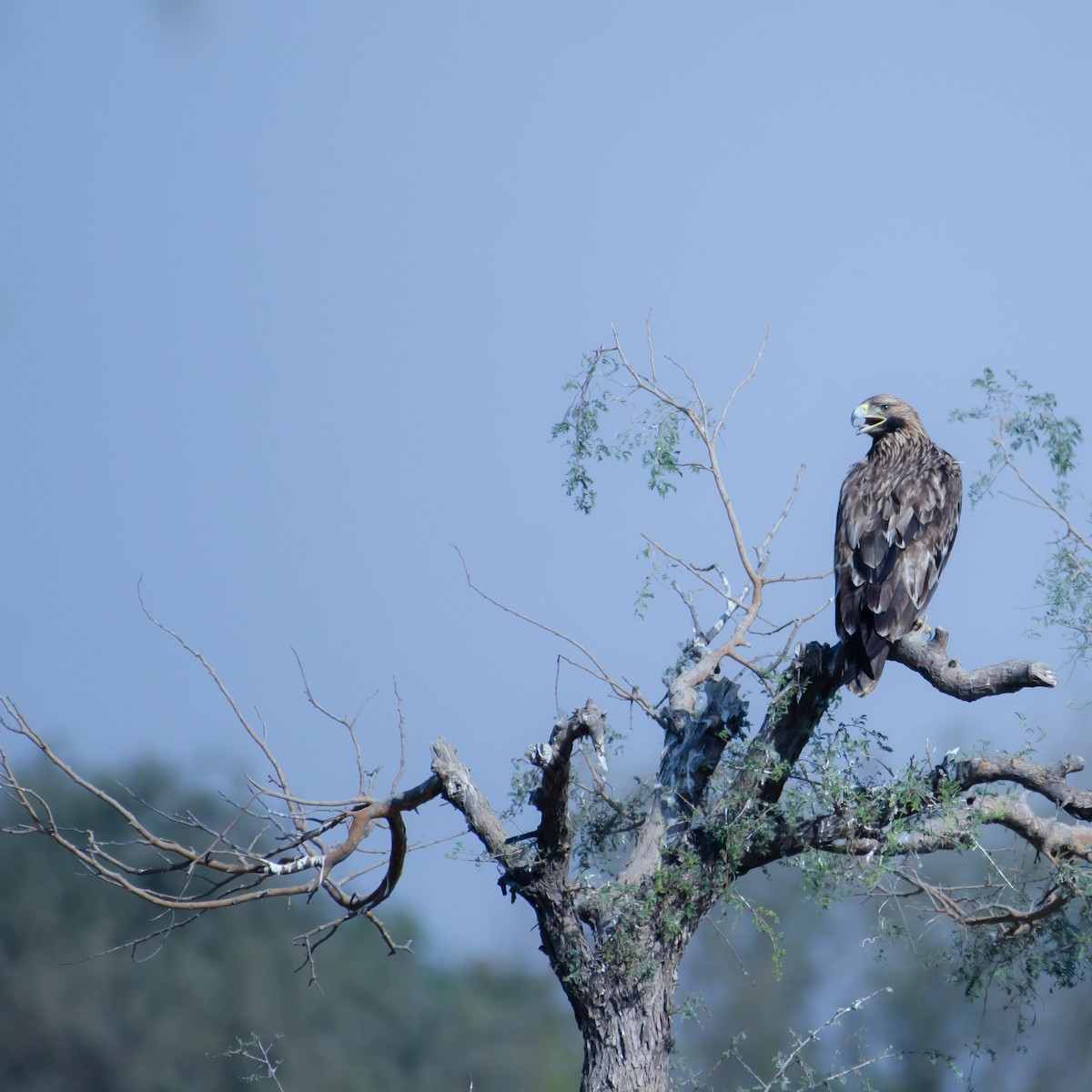 Imperial Eagle - ML647464267