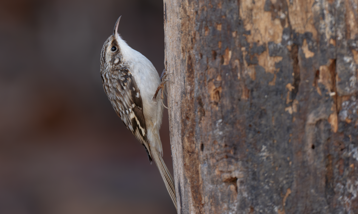 Brown Creeper - ML647464269