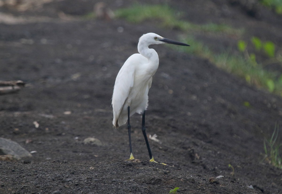 Little Egret - ML647464270