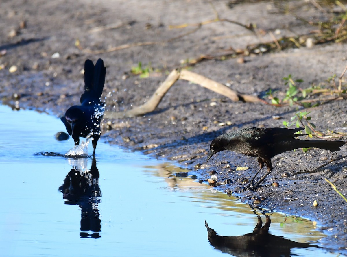 Boat-tailed Grackle - ML647464275