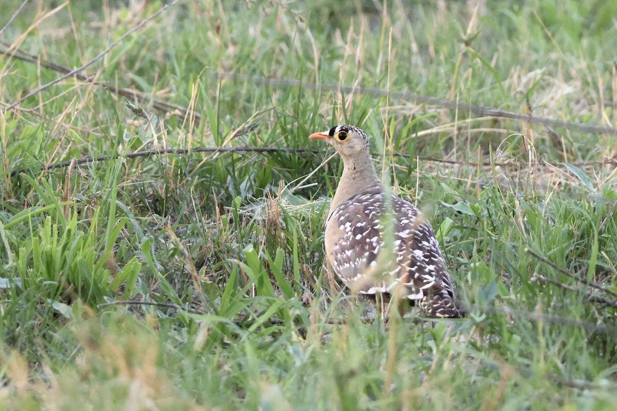 Double-banded Sandgrouse - ML647464276