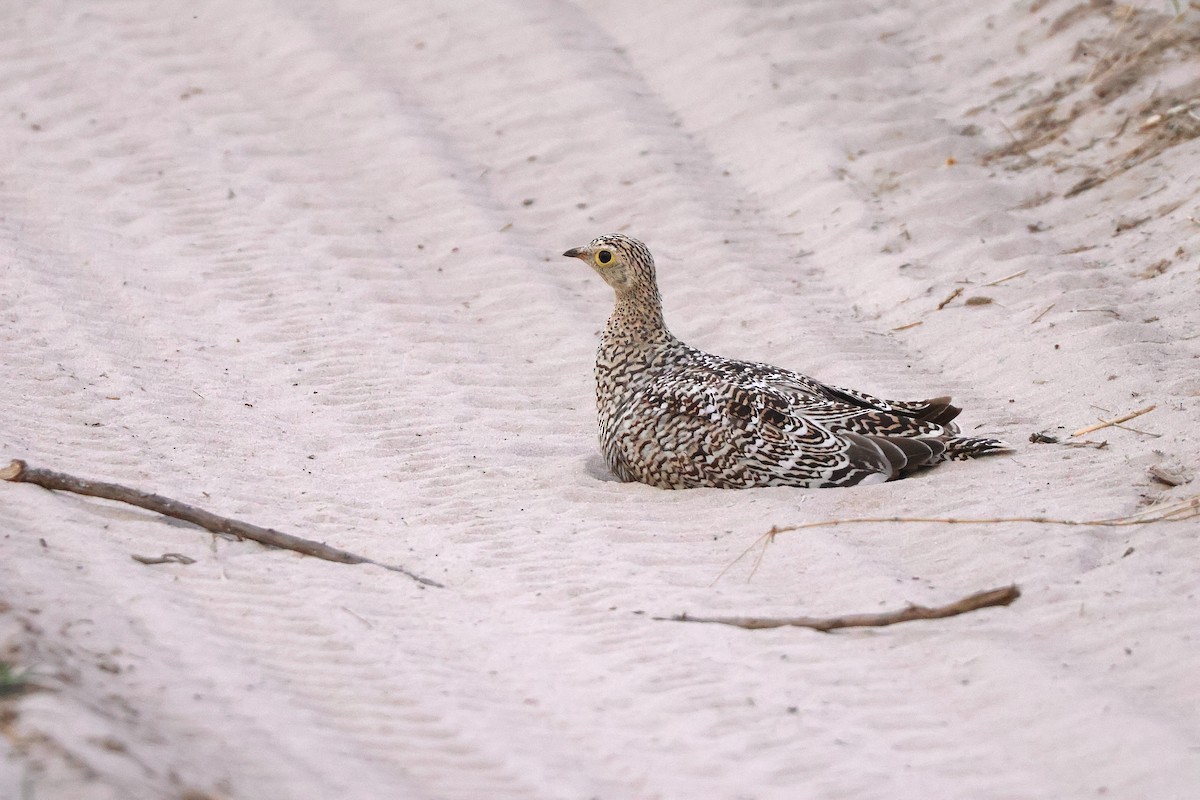 Double-banded Sandgrouse - ML647464277