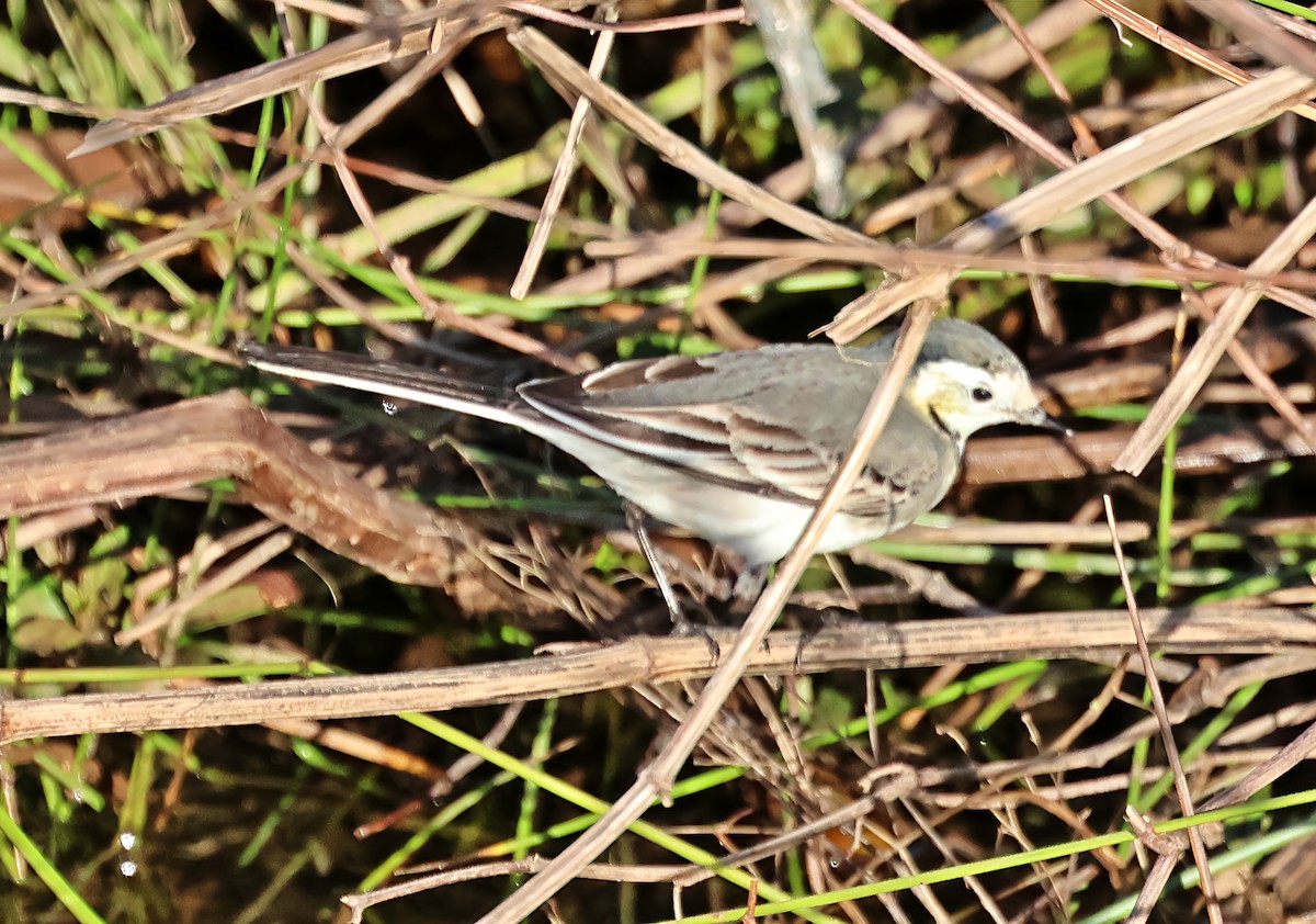 konipas bílý - ML647464282