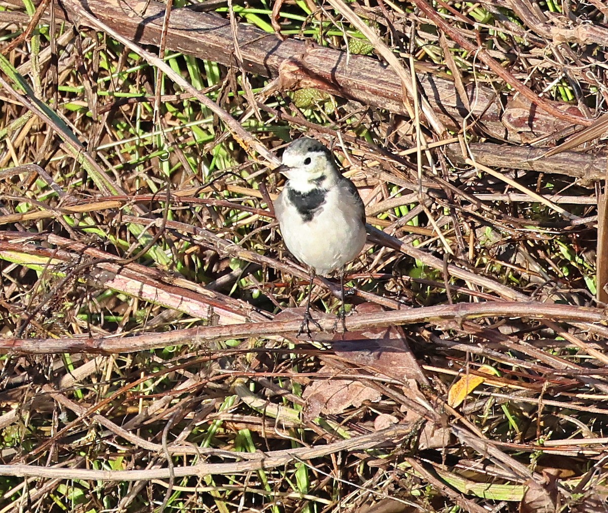 konipas bílý - ML647464283