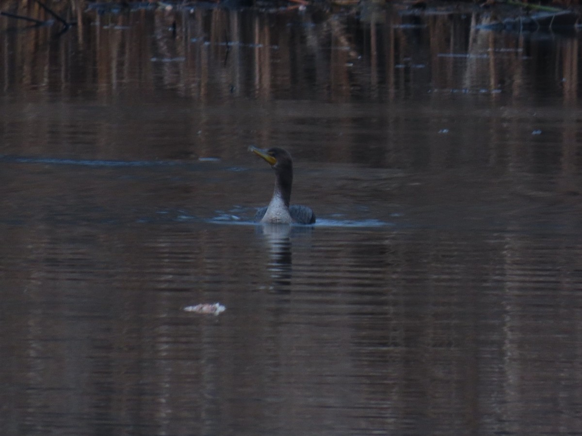 Ушастый баклан - ML647464295