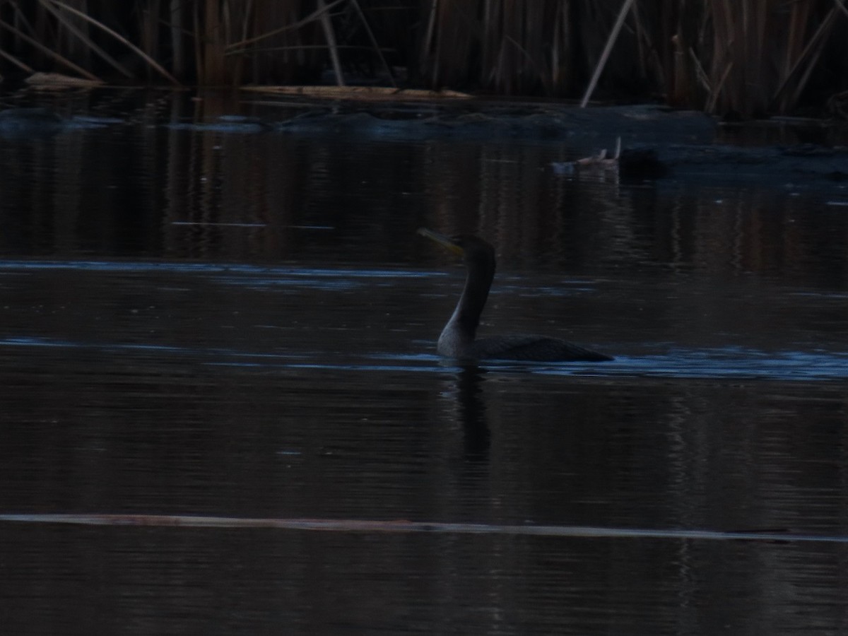 Ушастый баклан - ML647464296